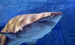 أسماك قرش في البرازيل تتعاطى الكوكايين